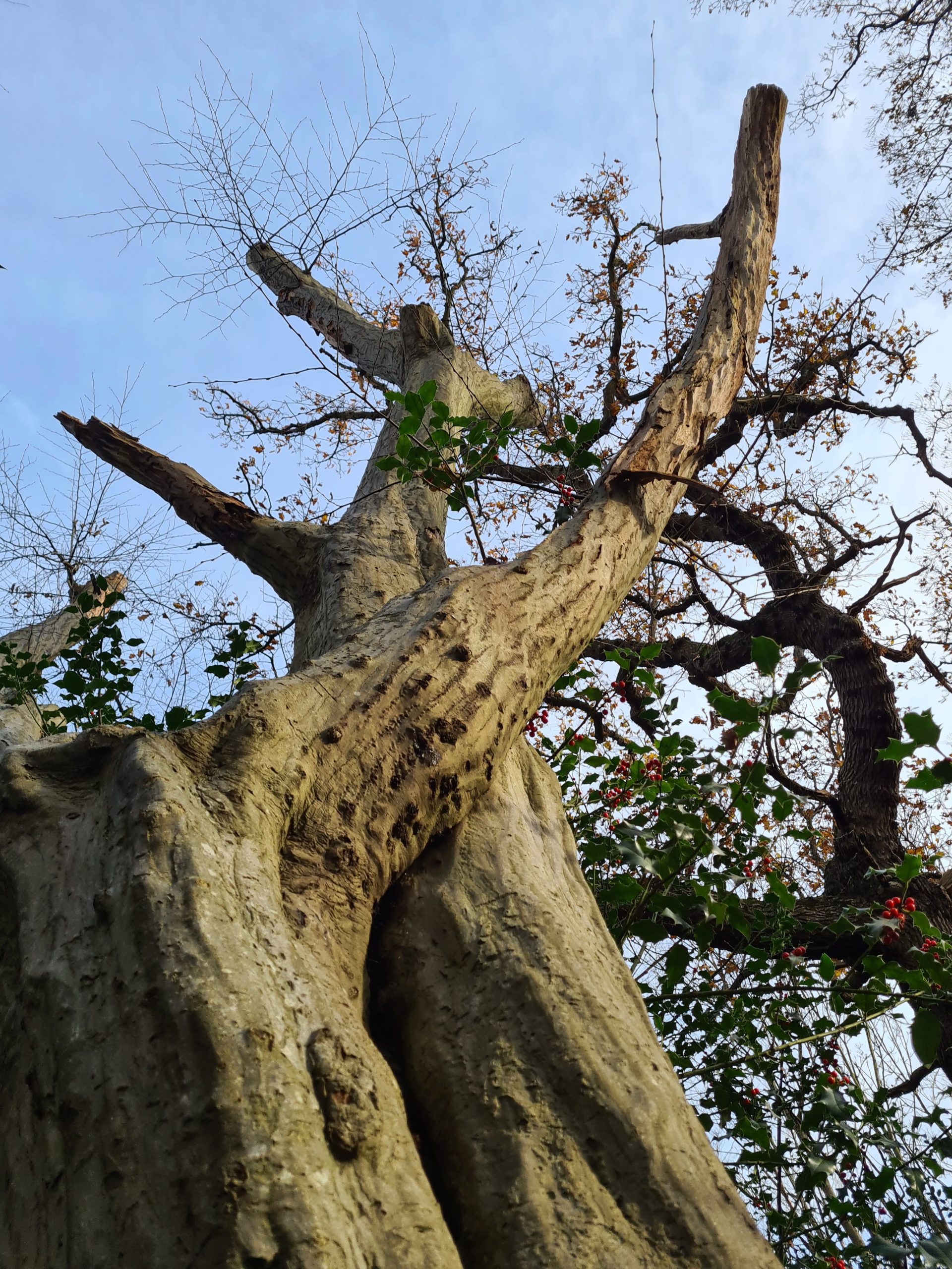 Original Photo for Stumps #190 and #191 (ghost)