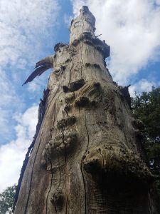 the original Stump #123 photographed in Wanstead Park